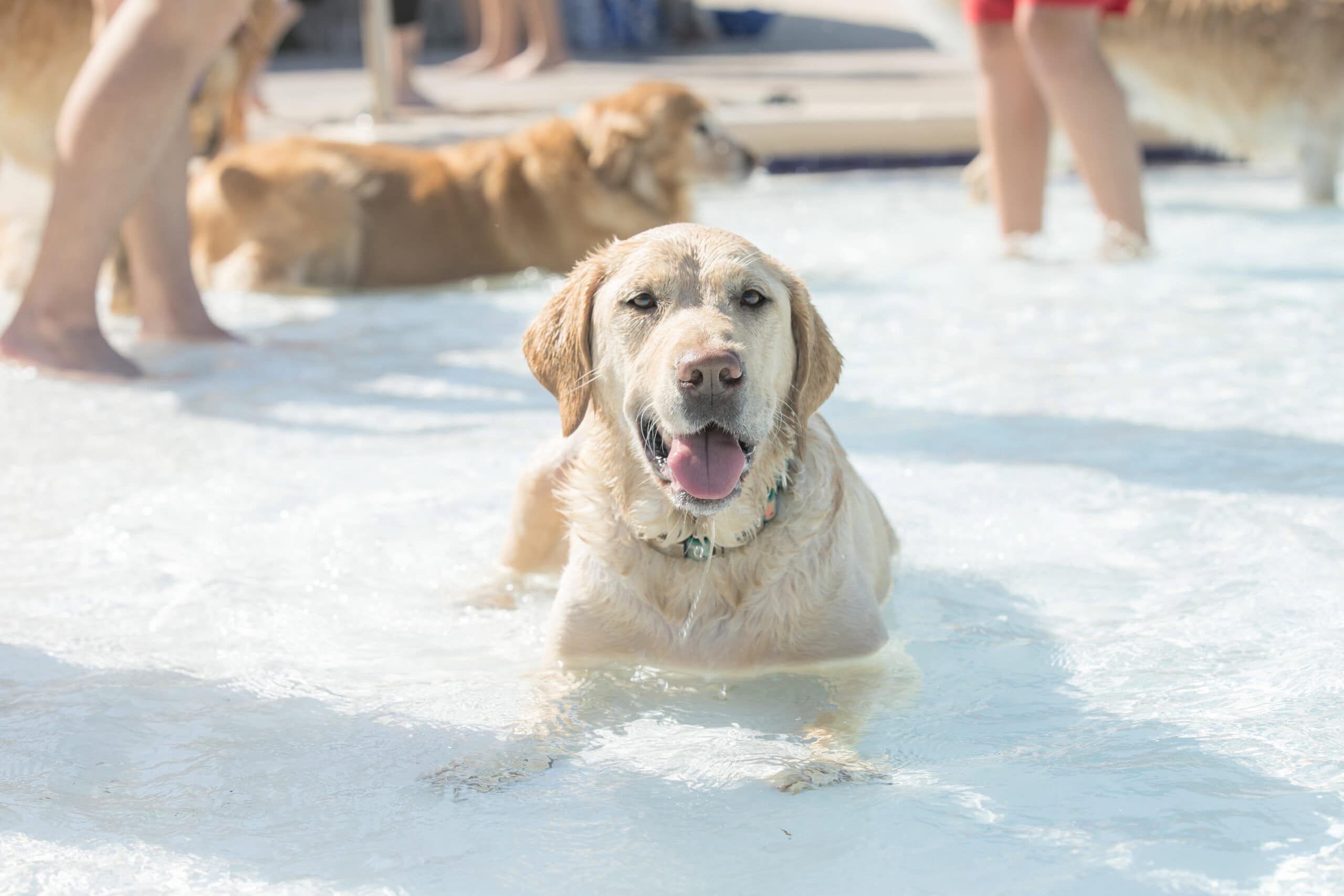 bark-and-splash-pool-bash Bark & Splash Pool Bash