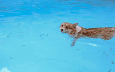 Pooch-A-Pool-Ooza 2025