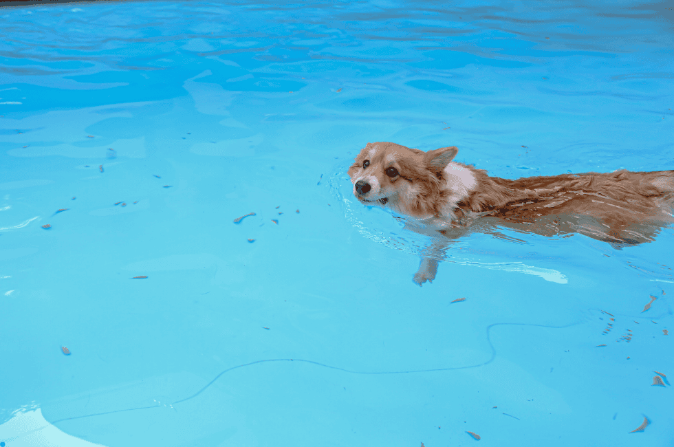 pooch-a-pool-ooza Bark & Splash Pool Bash
