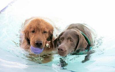 Pooch-A-Pa-Looza 2026